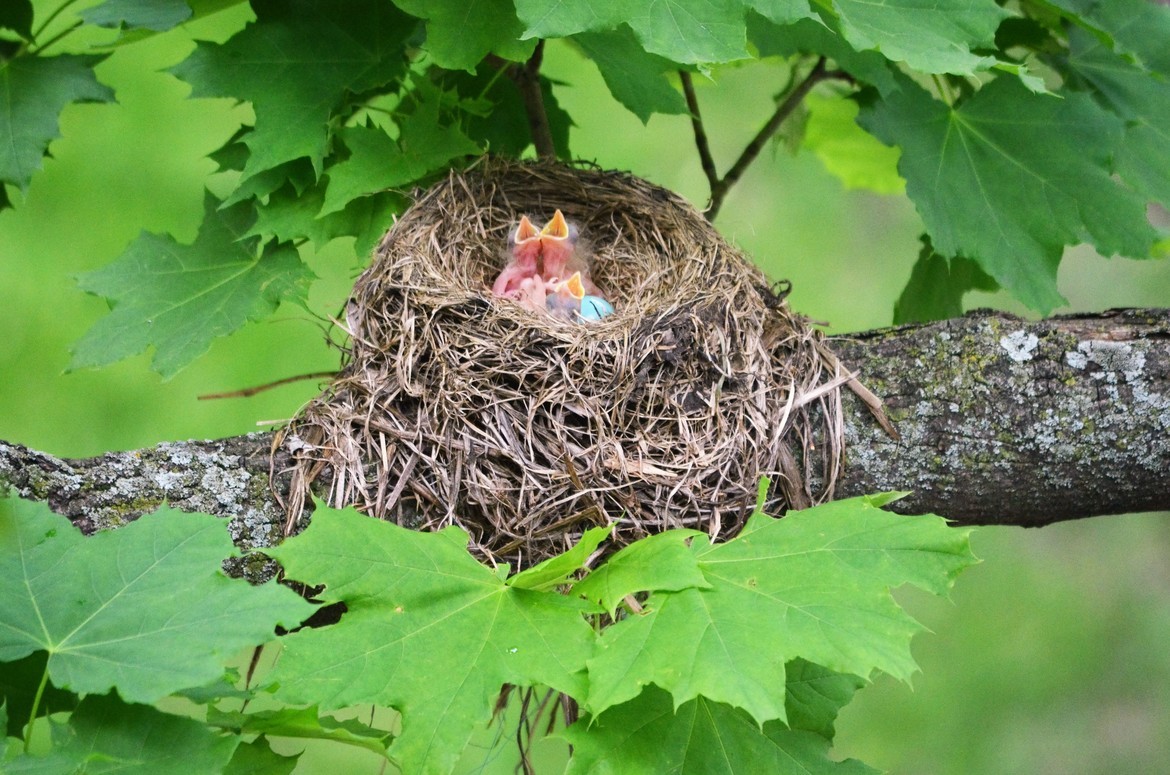 Robins, Lombard, Illinois, United States