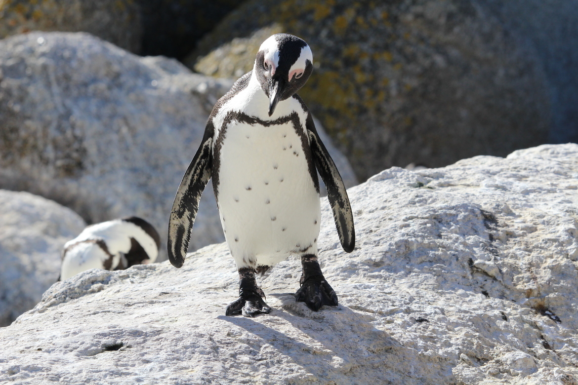 African Penguin, Simonstown Boulder Beach, South Africa