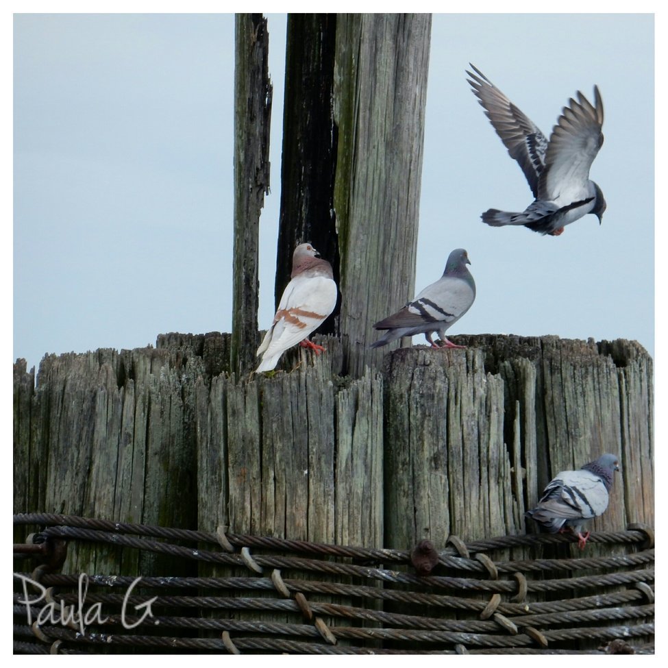Seagulls , Union Point Park, New Bern, NC , United States