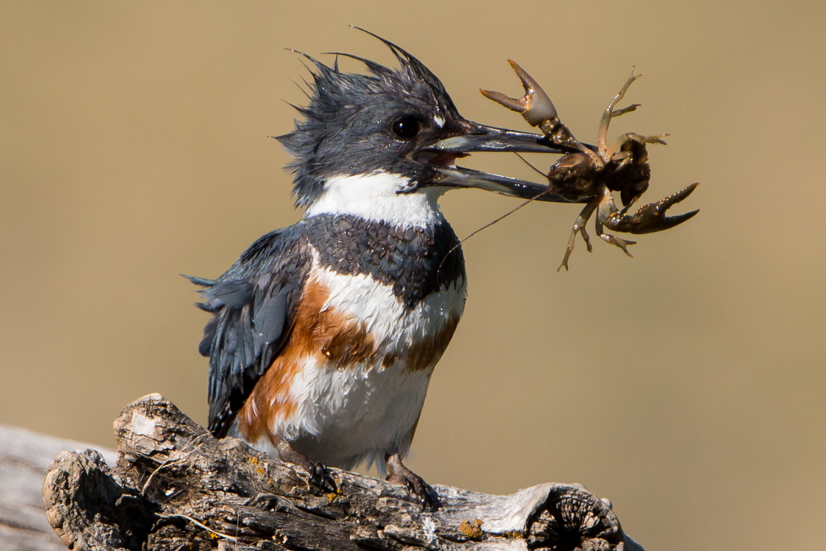 Belted Kingfisher, Wyoming, United States