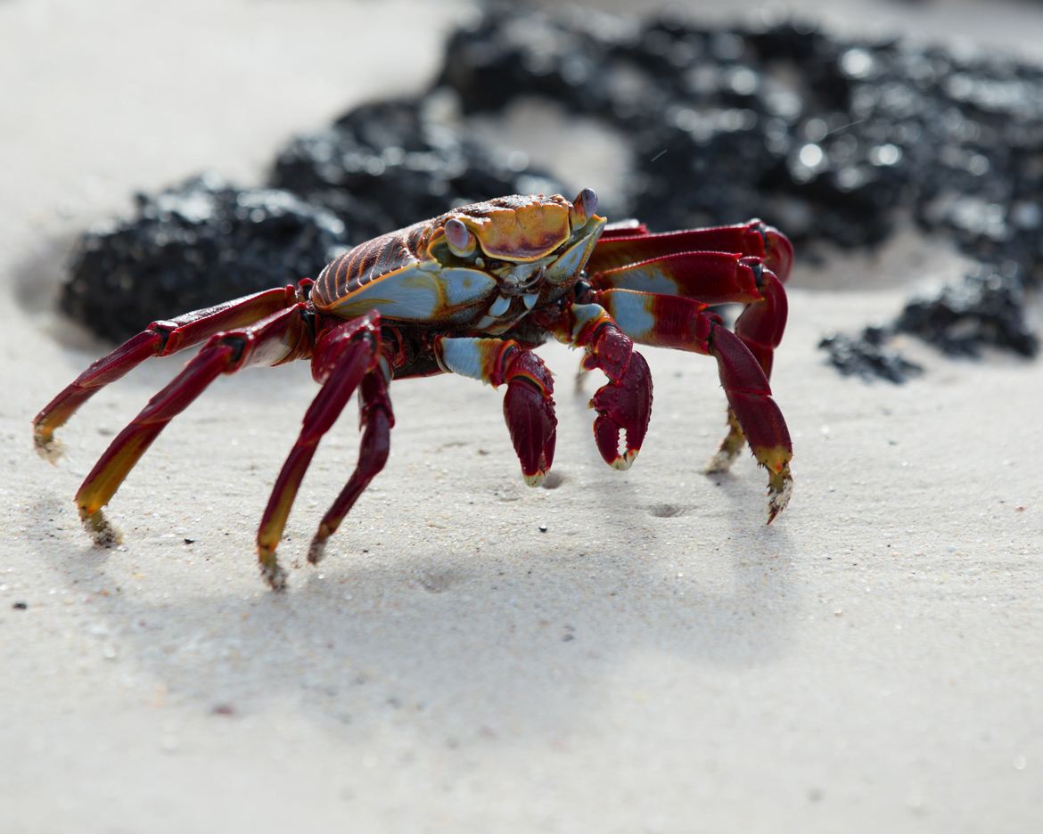 Sally Lightfood Crab, Galapagos Islands, Ecuador