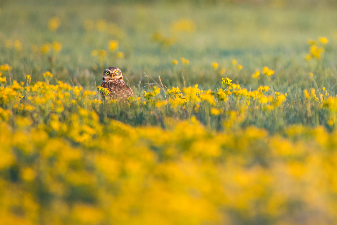 Burrowing, Pawnee National Grassland, USA