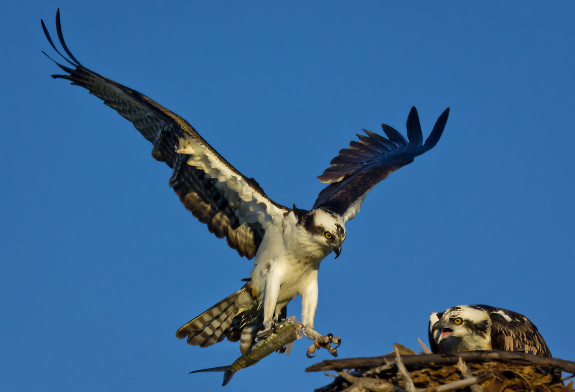 Osprey, E. G. Simmons Regional Park, Ruskin, Florida, United States