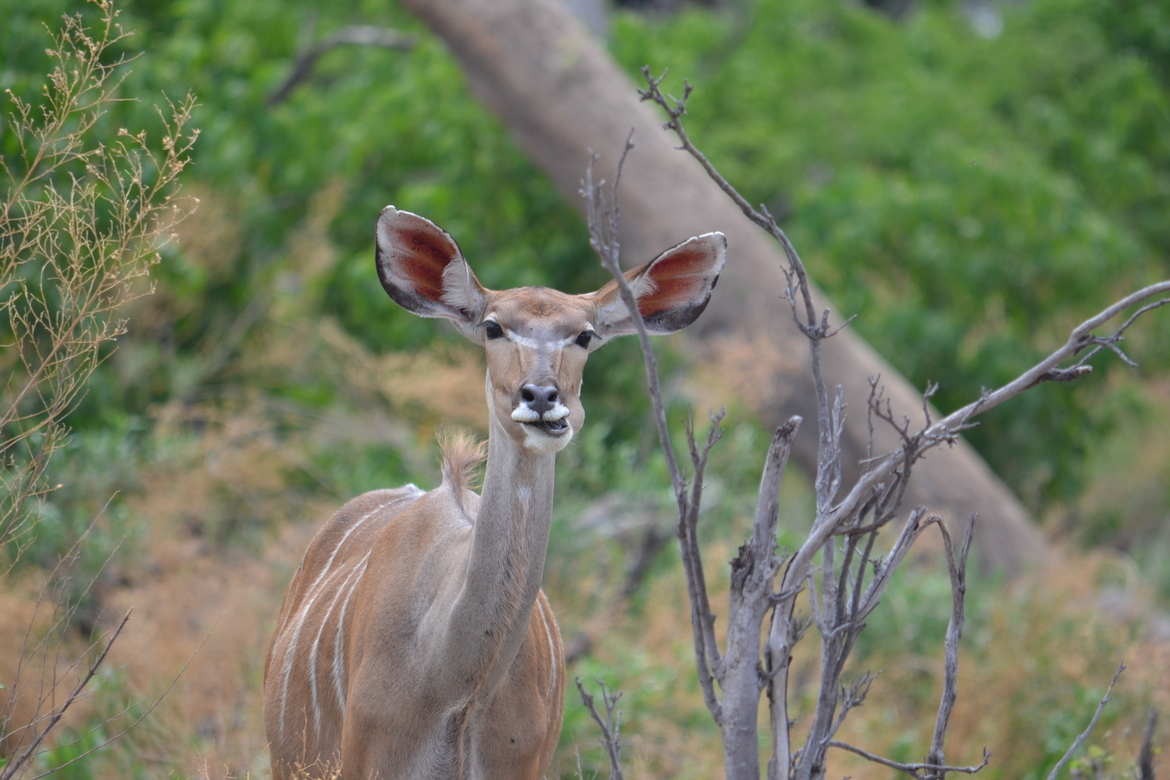 Kudo, Chiotabe camp, Botswana, Africa