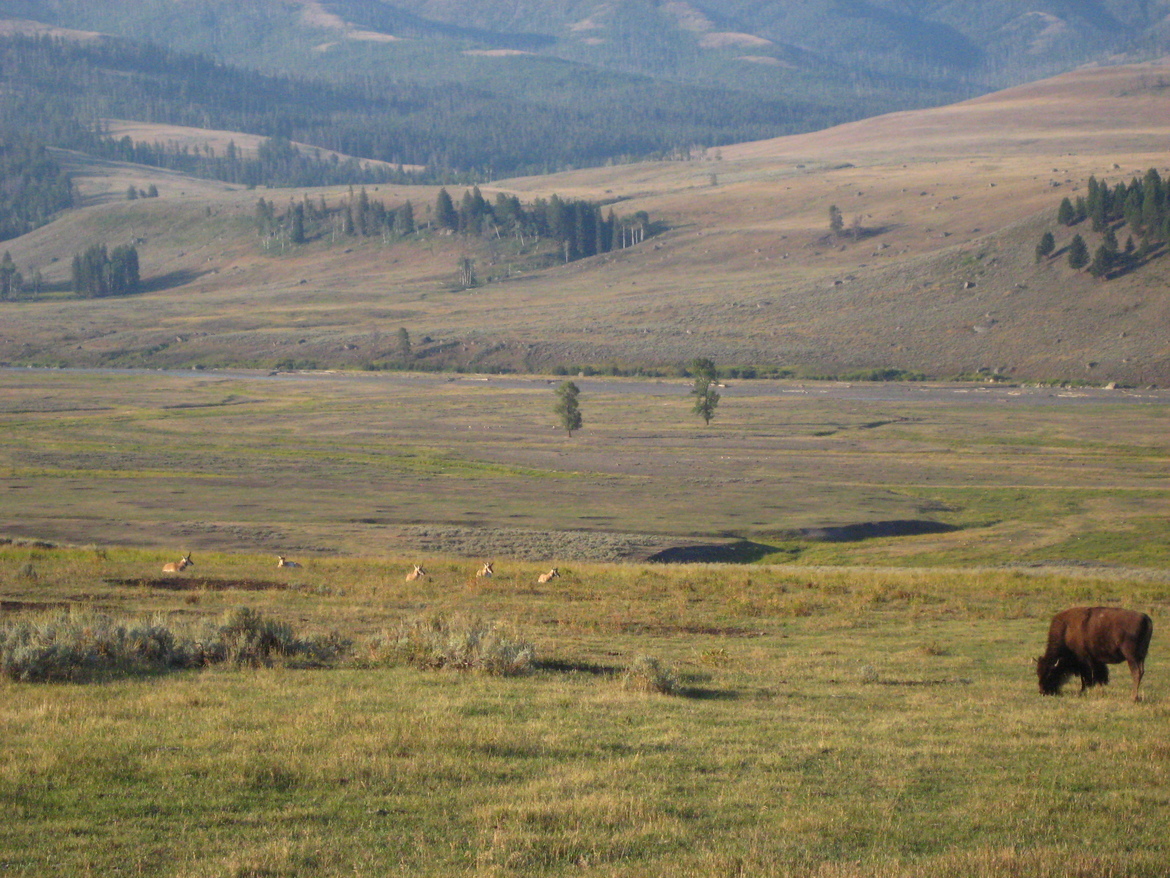Bison, Deer, Yellowstone National Park, United States of America