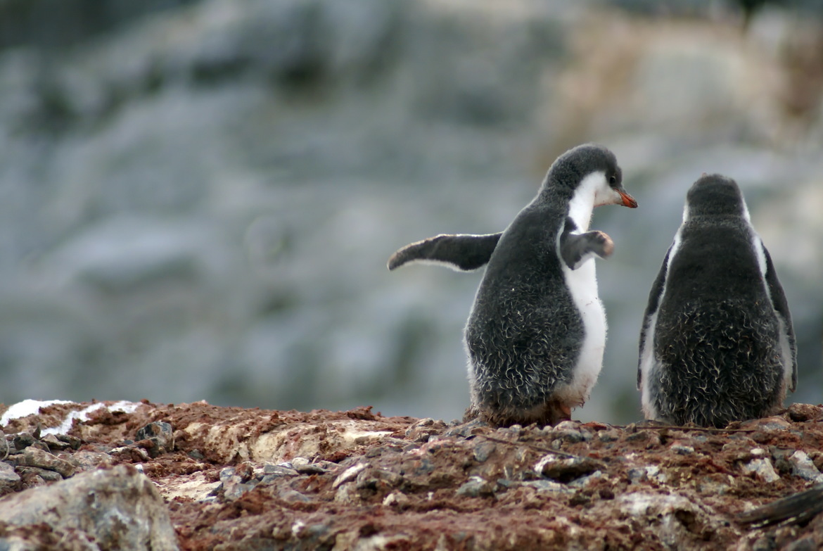 Gentoo Penguin, Antarctica, Antarctica