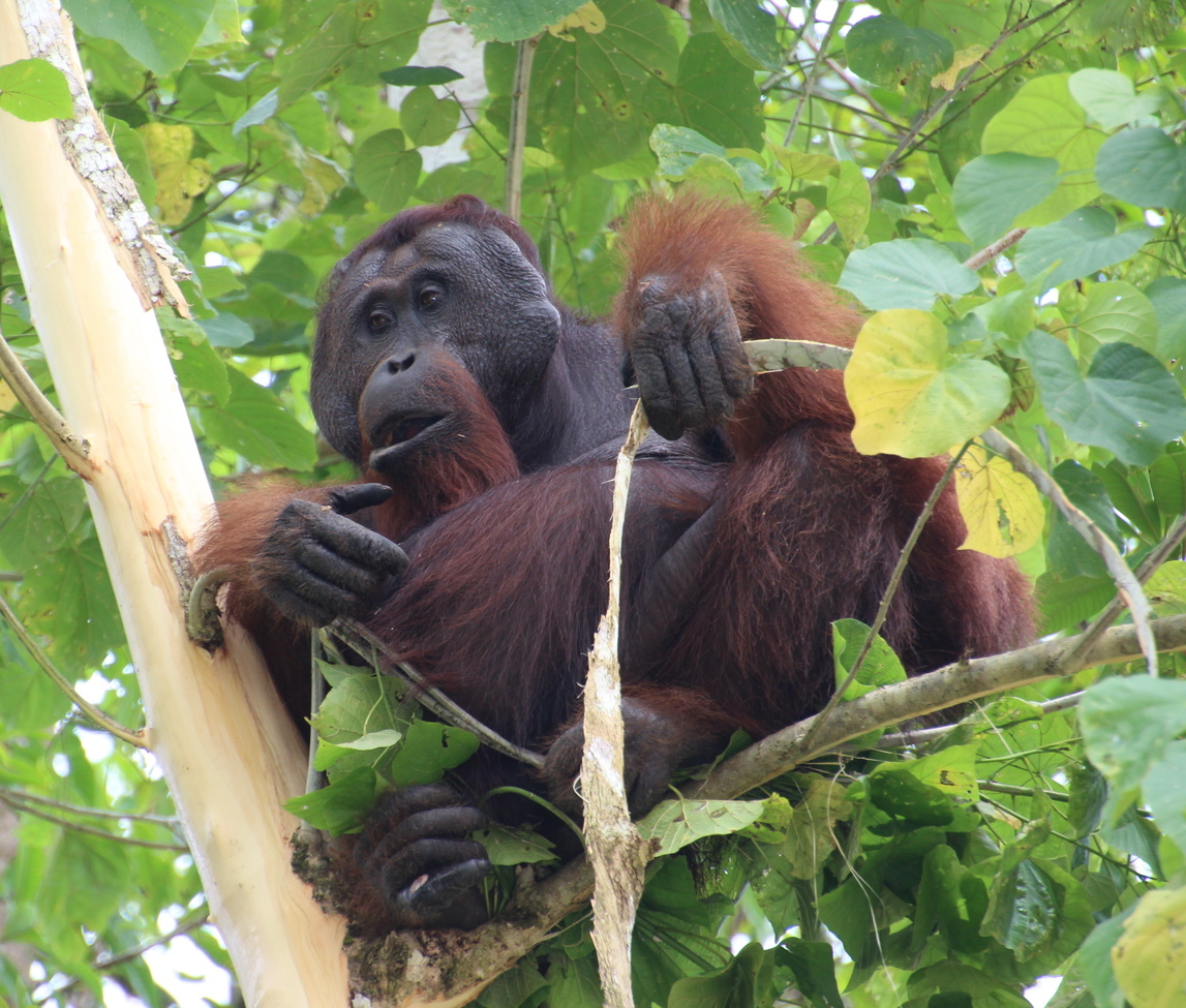 Orangutan, Kingatangan , Borneo