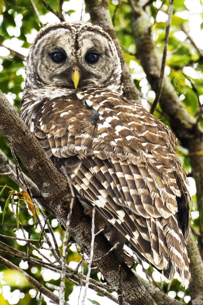 Owl, Everglades, Florida, USA