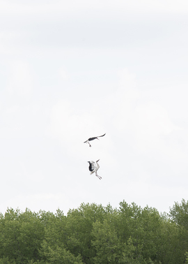 Grid irynaglik wildphotooftheday 1