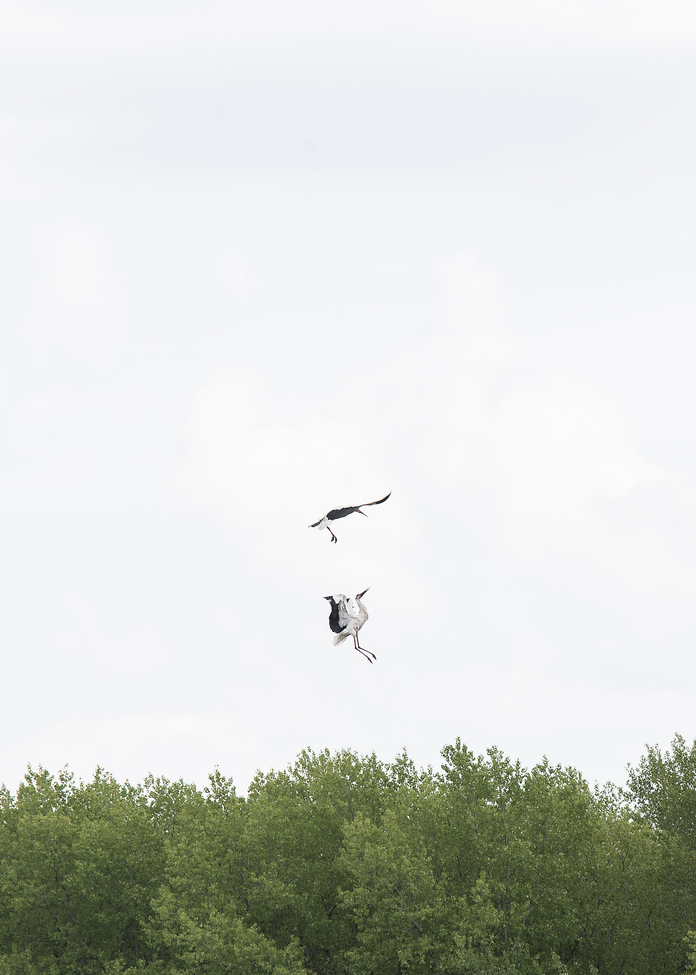 stork, Chernigiv, Ukraine, Ukraine