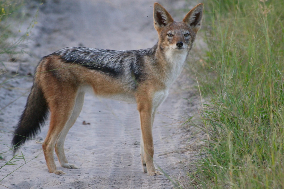 jackal, Okavango Delta, Botswana
