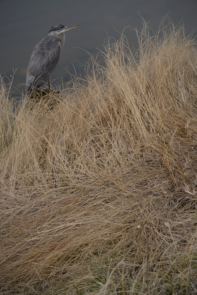 Heron, PA, United States