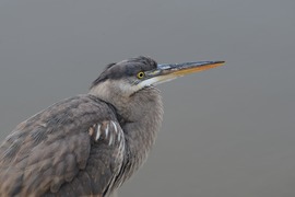 Grid irynaglik wildphotooftheday 4