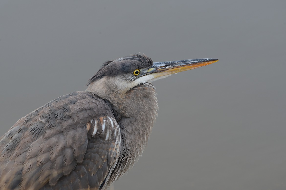 Heron, PA, United States