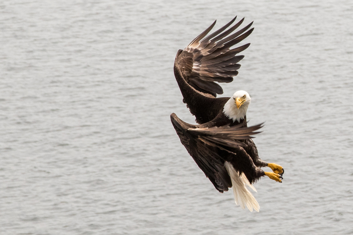 Bald Eagle, Prince Rupert, BC, Canada