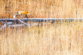 Grid 2015 9 26 pensive fox   william macfarland 2379 150926b  1600w 82q 