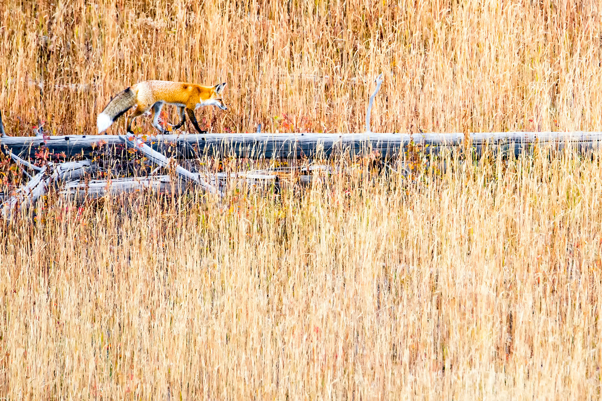 Red fox (Vulpes vulpes), Yellowstone National Park, United States of America