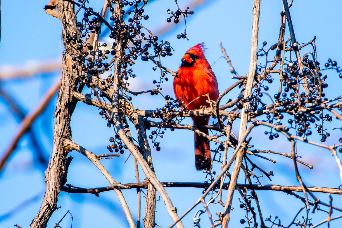 Cardinal (Cardinalidae), Chesapeake & Ohio Canal National Historical Park, United States of America