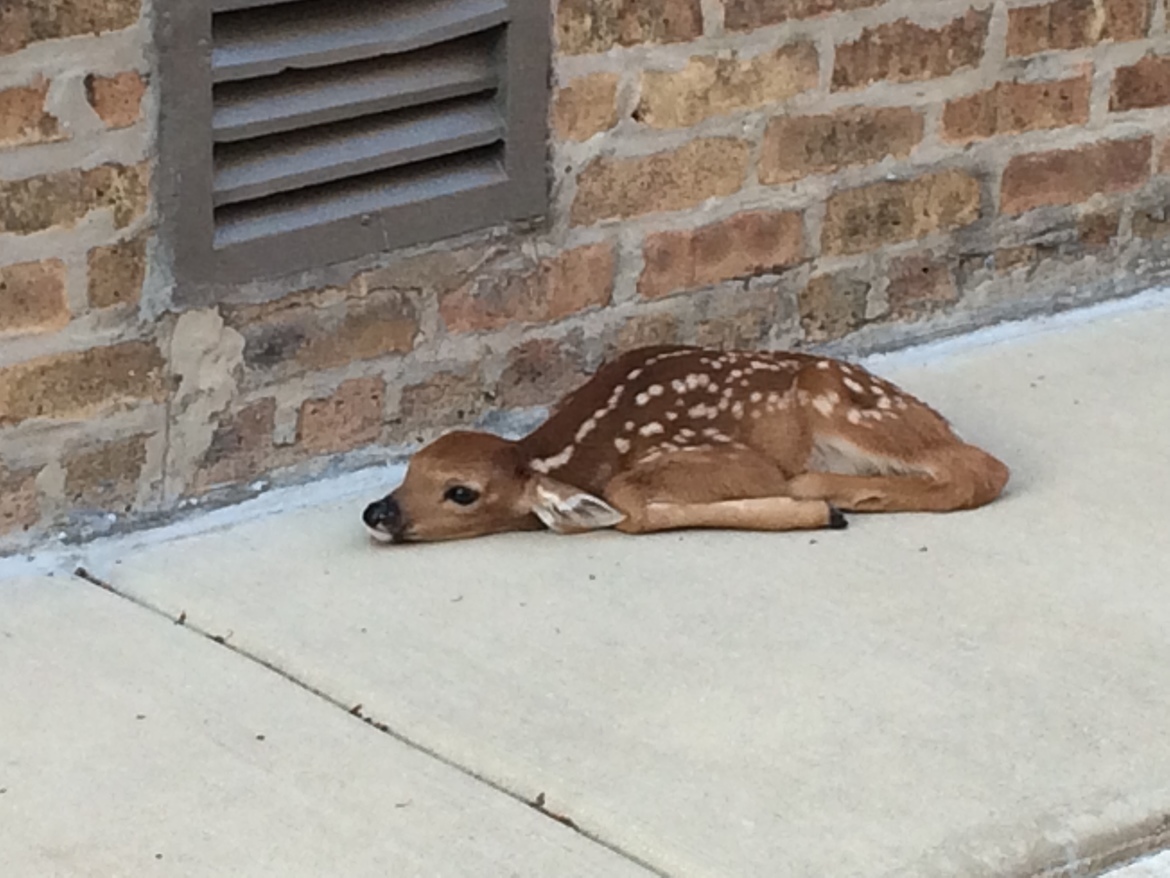 White tail dear, Chicago , United States 