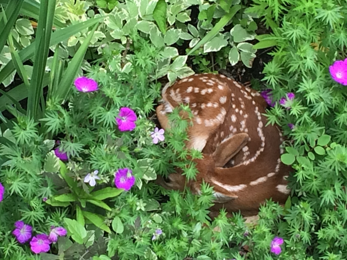 White tail dear, Chicago, United States 