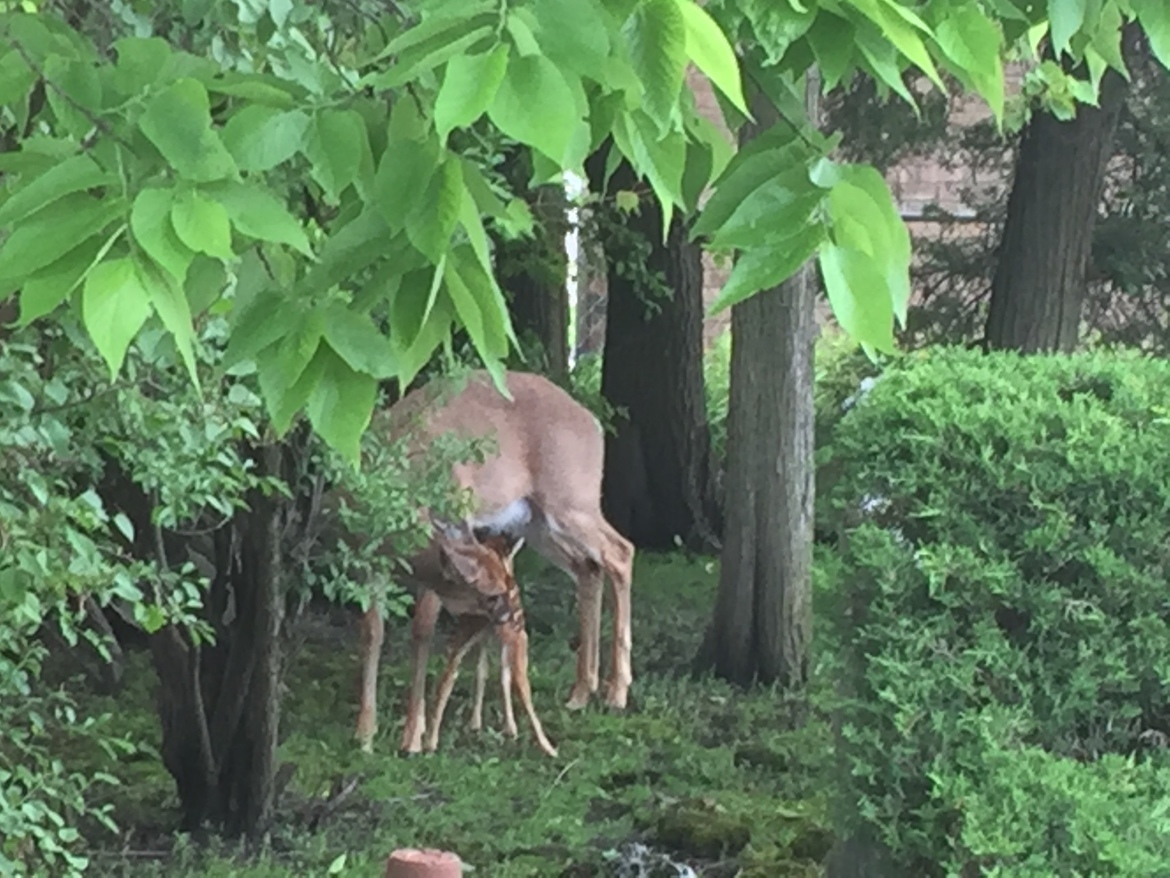 White tail dear, Chicago, United States 