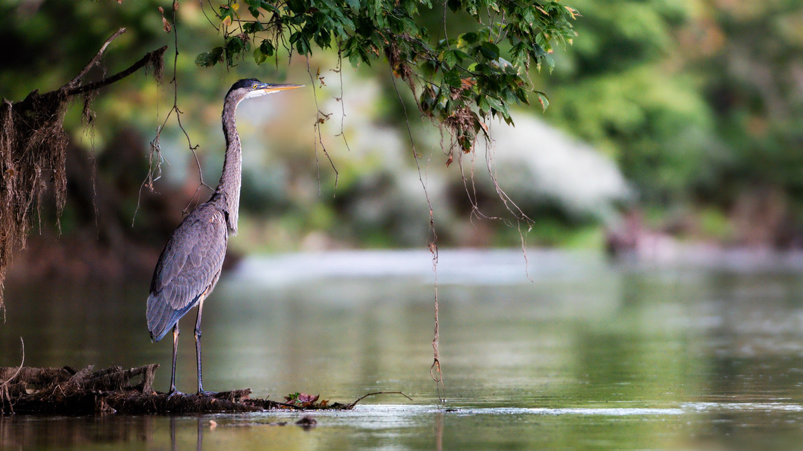 Great blue heron (Ardea herodias), Potomac River near Chesapeake & Ohio Canal National Historical Park, United States of America