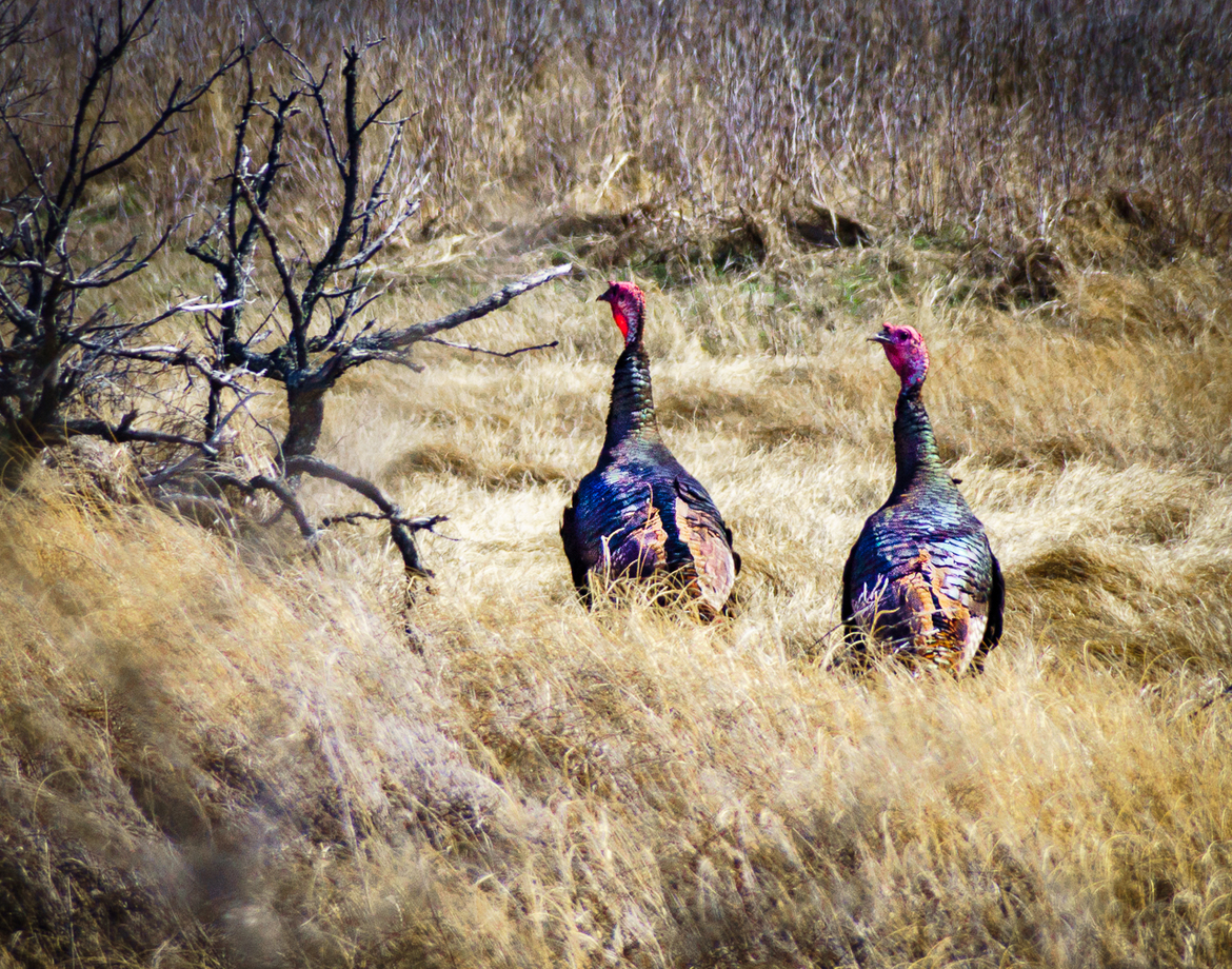 Wild Turkey, Plum Island Nature Preserve, USA