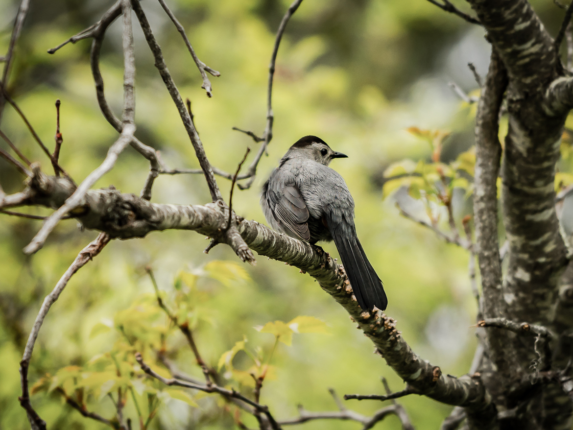 Bird/Gray Catbird, Plum Island Nature Preserve, USA