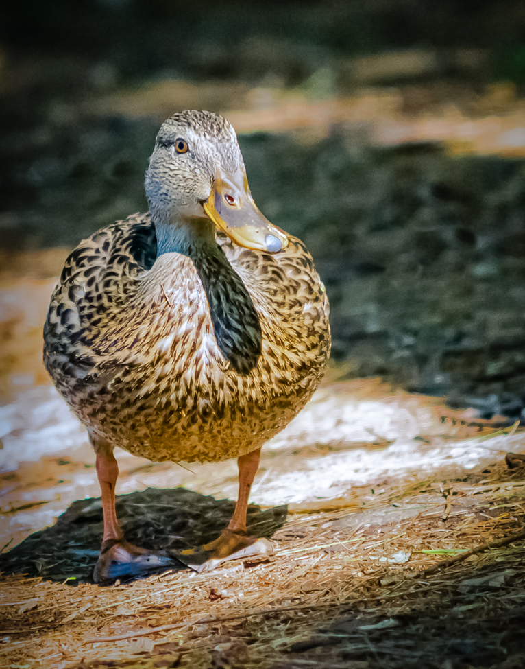 Bird/Duck, New Hampshire/Pawtuckaway State Park, USA