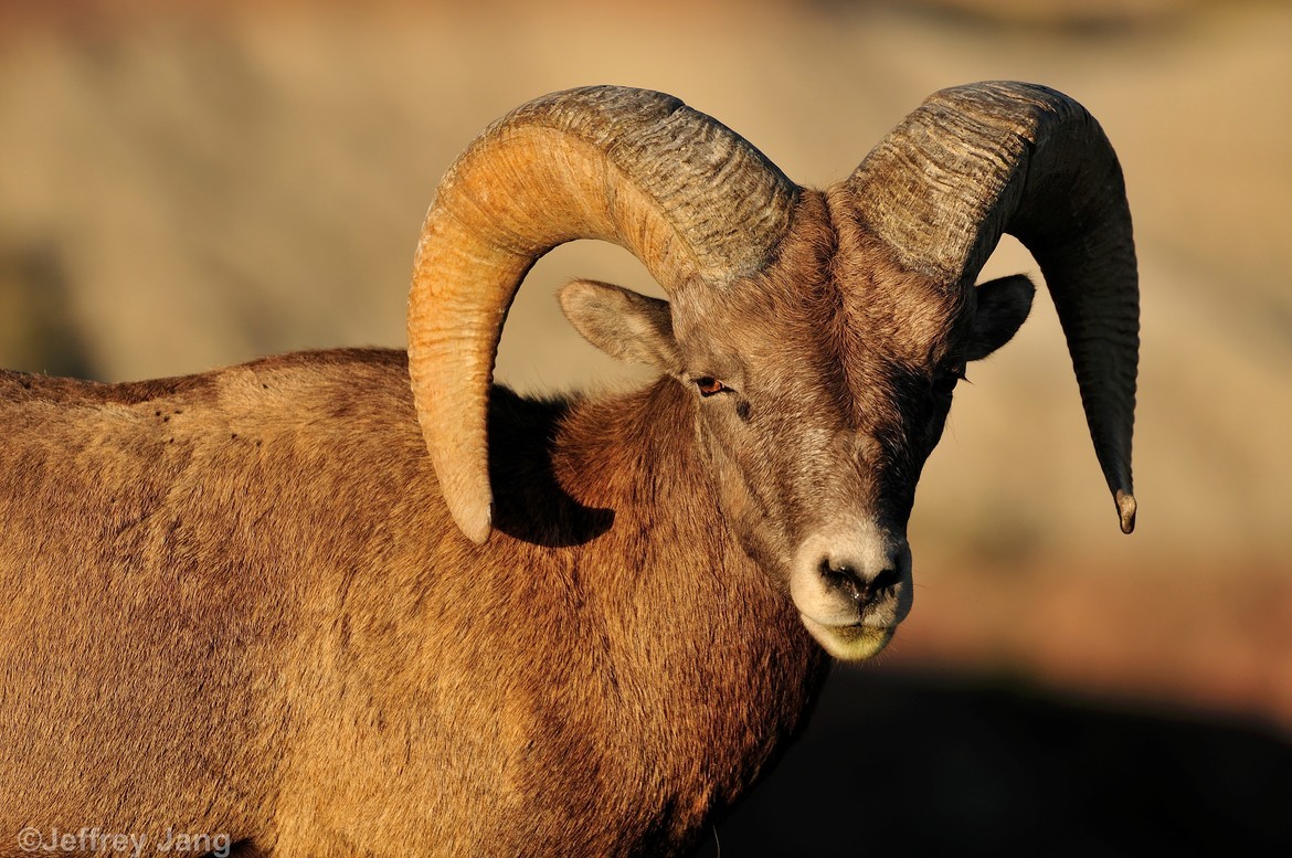 Bighorn Sheep (Ovis canadensis), Badlands National Park. SD, U.S.A., United States of America