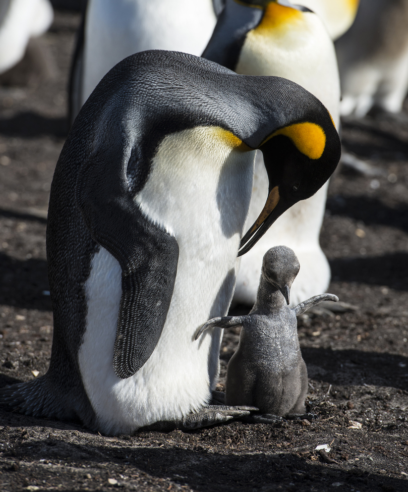 King Penguin, Volunteer Point, East Falkland Island, Falkland Islands