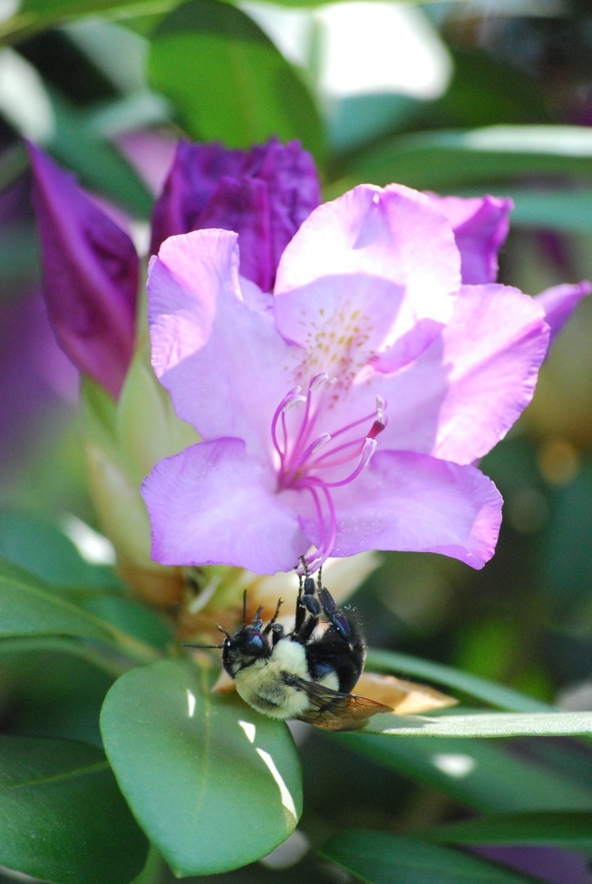 Bee , Nassau, NY , United States 