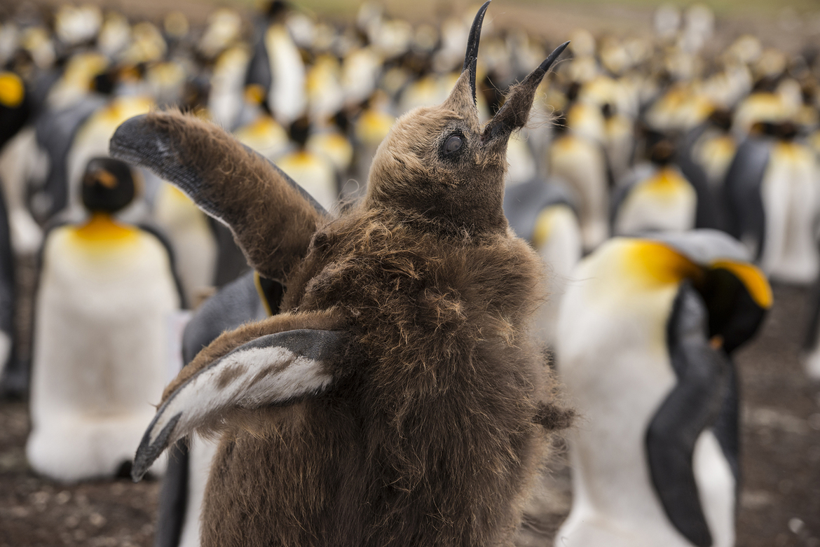 King Penguin, Volunteer Point, East Falkland Island, Falkland Islands
