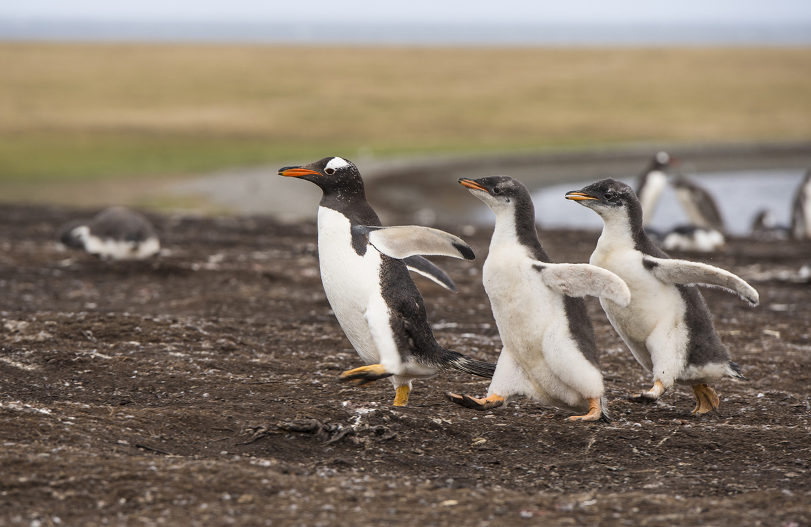 Gentoo Penguin, Bleaker Island, Falkland Islands