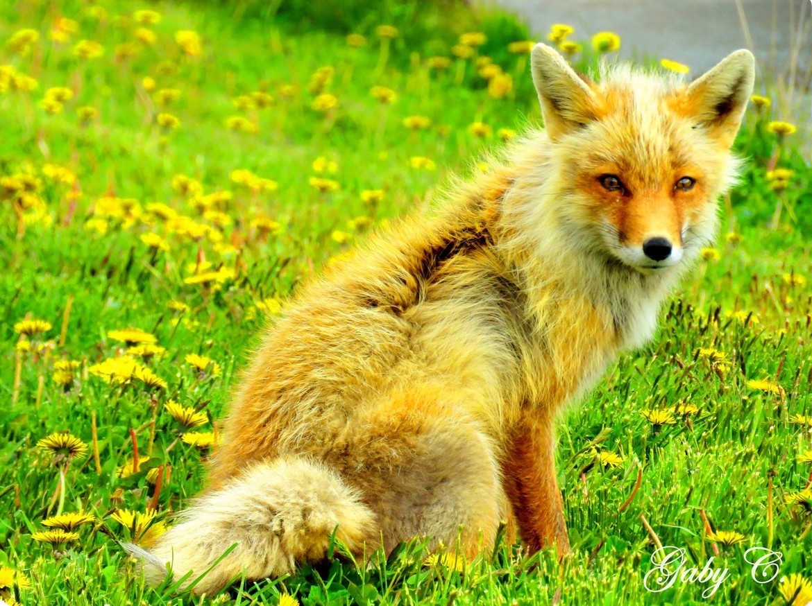 Red Fox, Unalaska, Alaska , United States