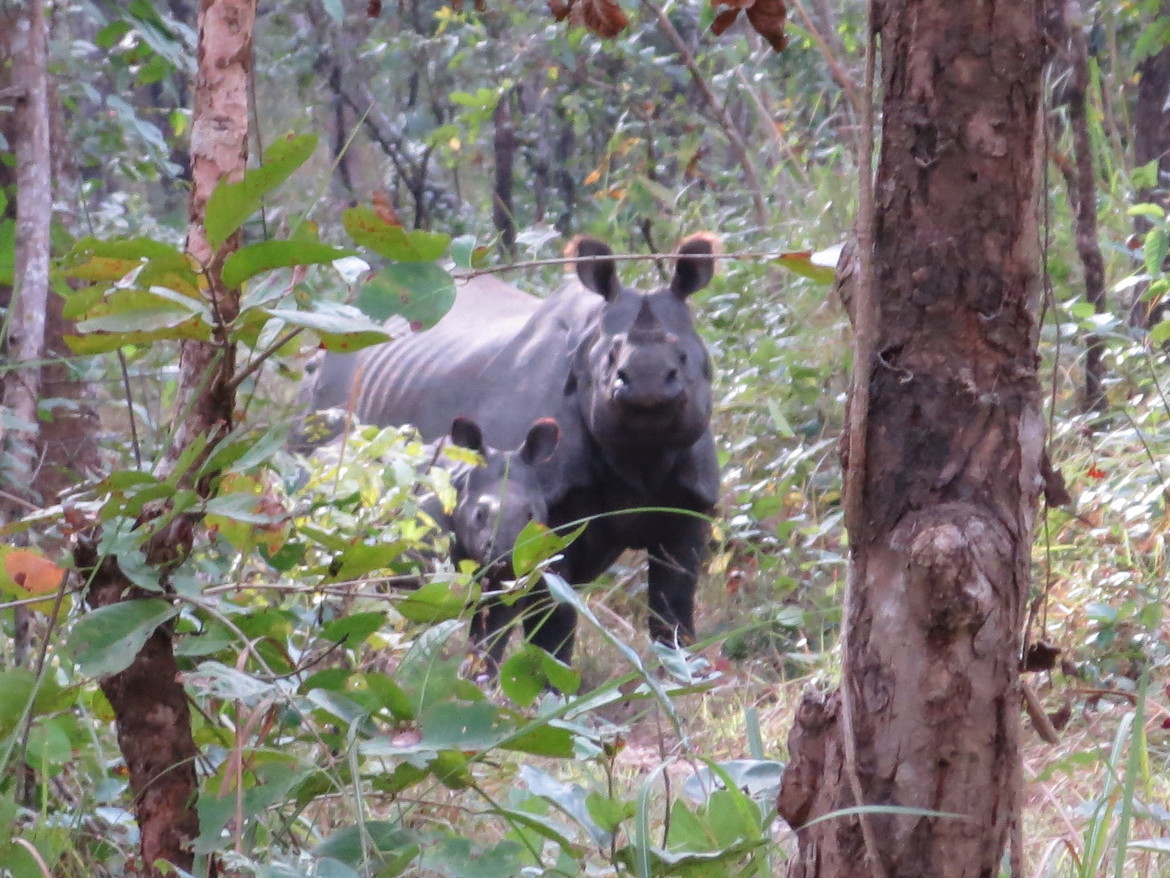 White Rhino, Chitwan National Park, Nepal