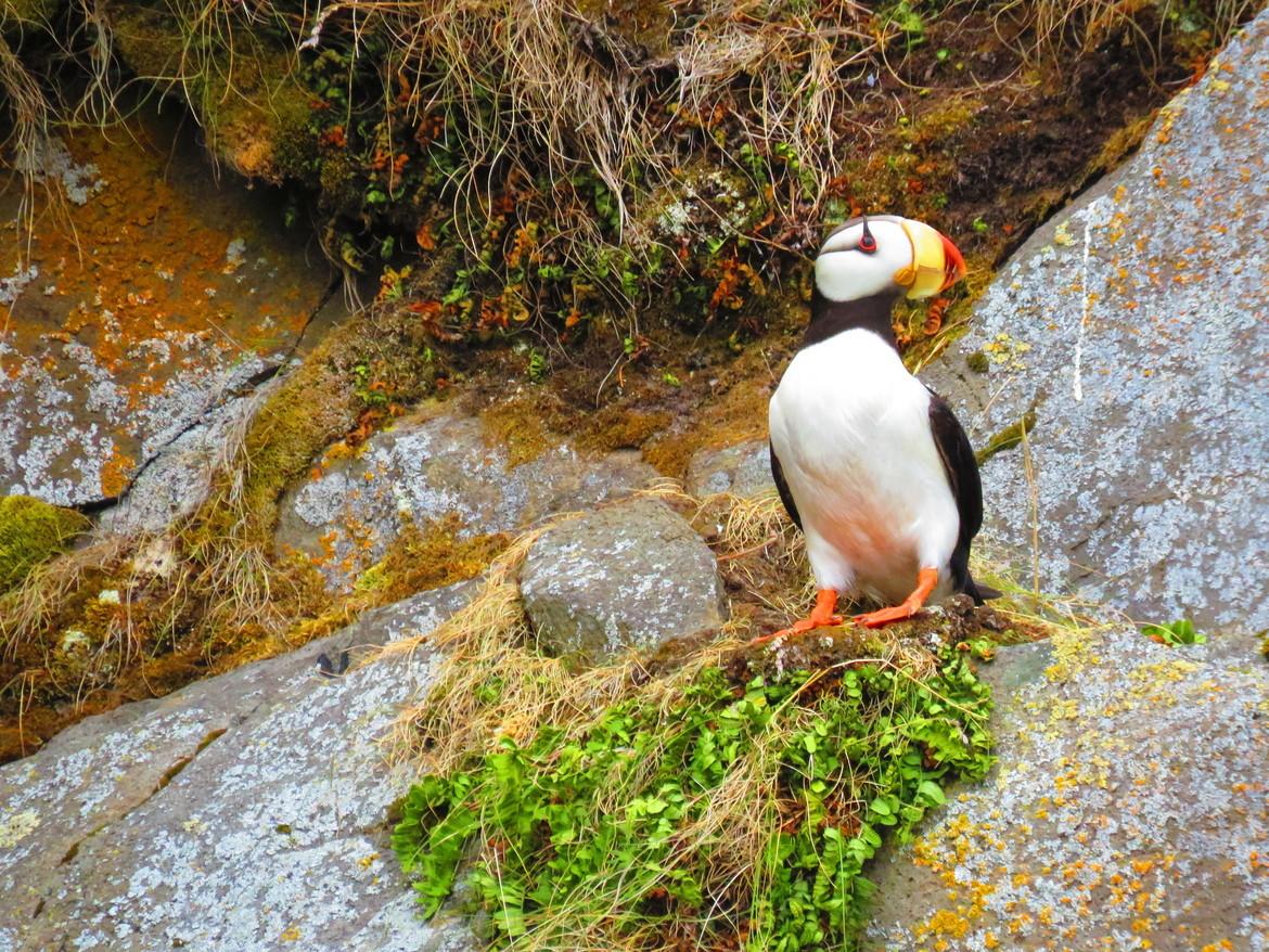 Puffin, Unalaska, Alaska , United States