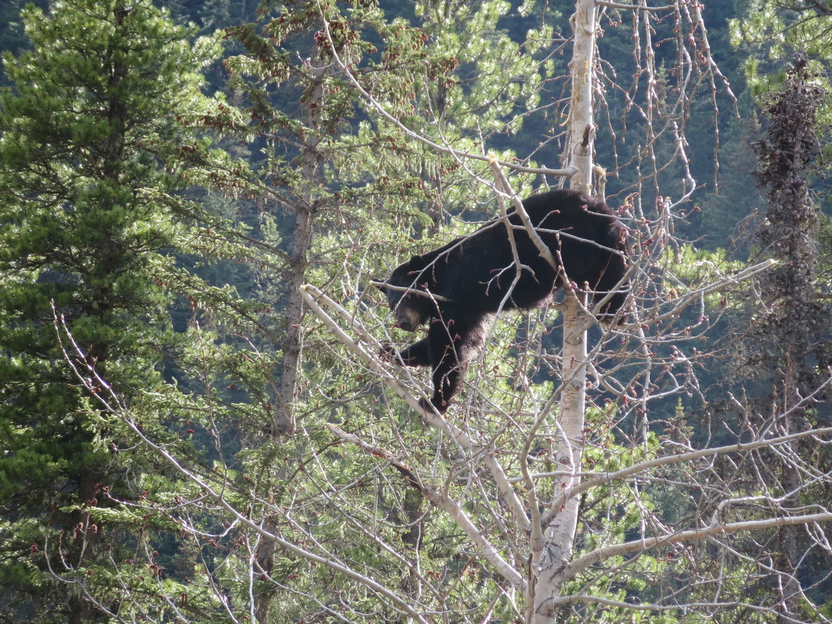 Black Bear, Jasper National Park, Canada