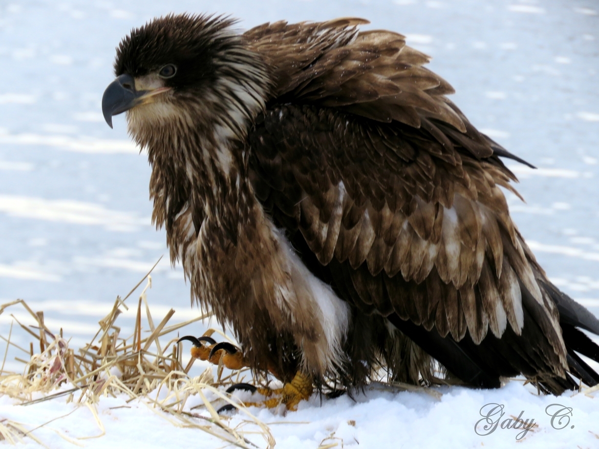 Eagle, Unalaska, Alaska , United States