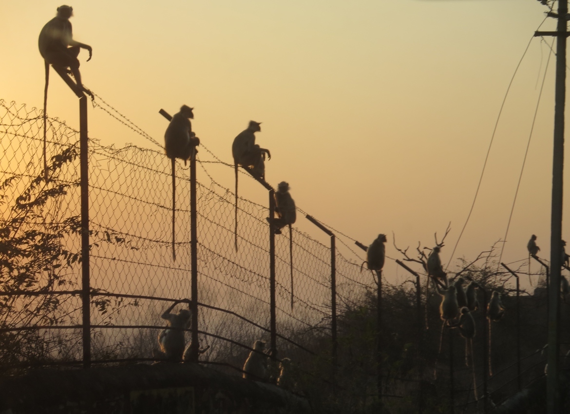 Monkey, Chittaurgarh Fort, India