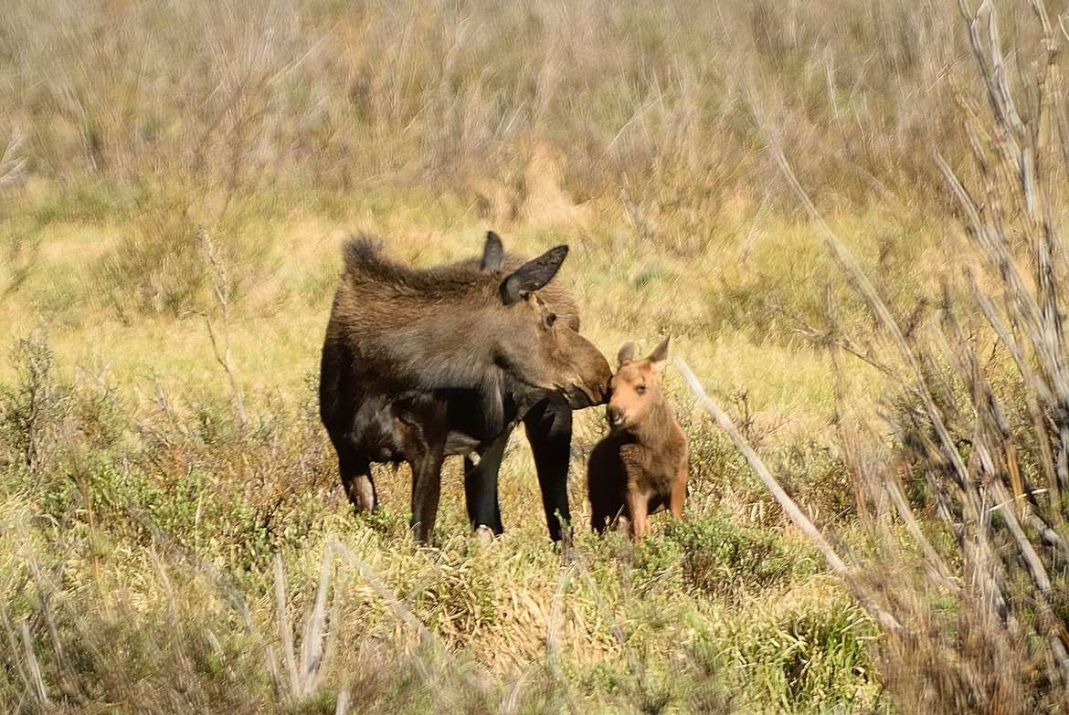 Mammal - Moose, Colorado, United States