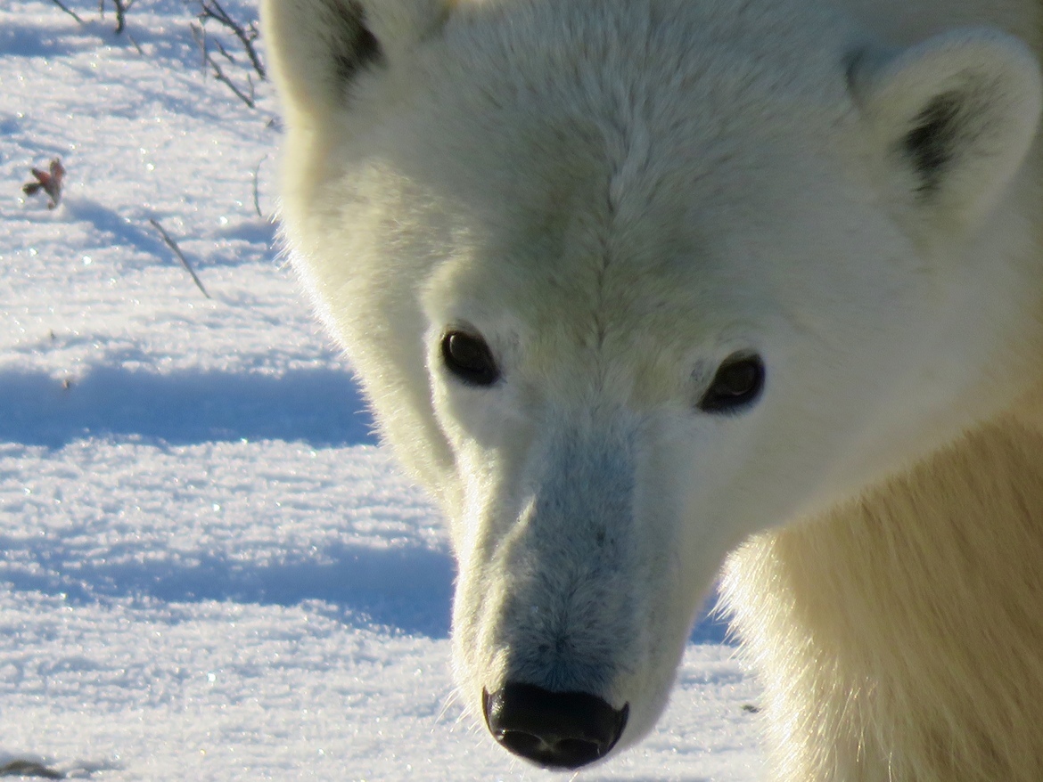 Ursus maritimus, Churchill Manitoba , Canada