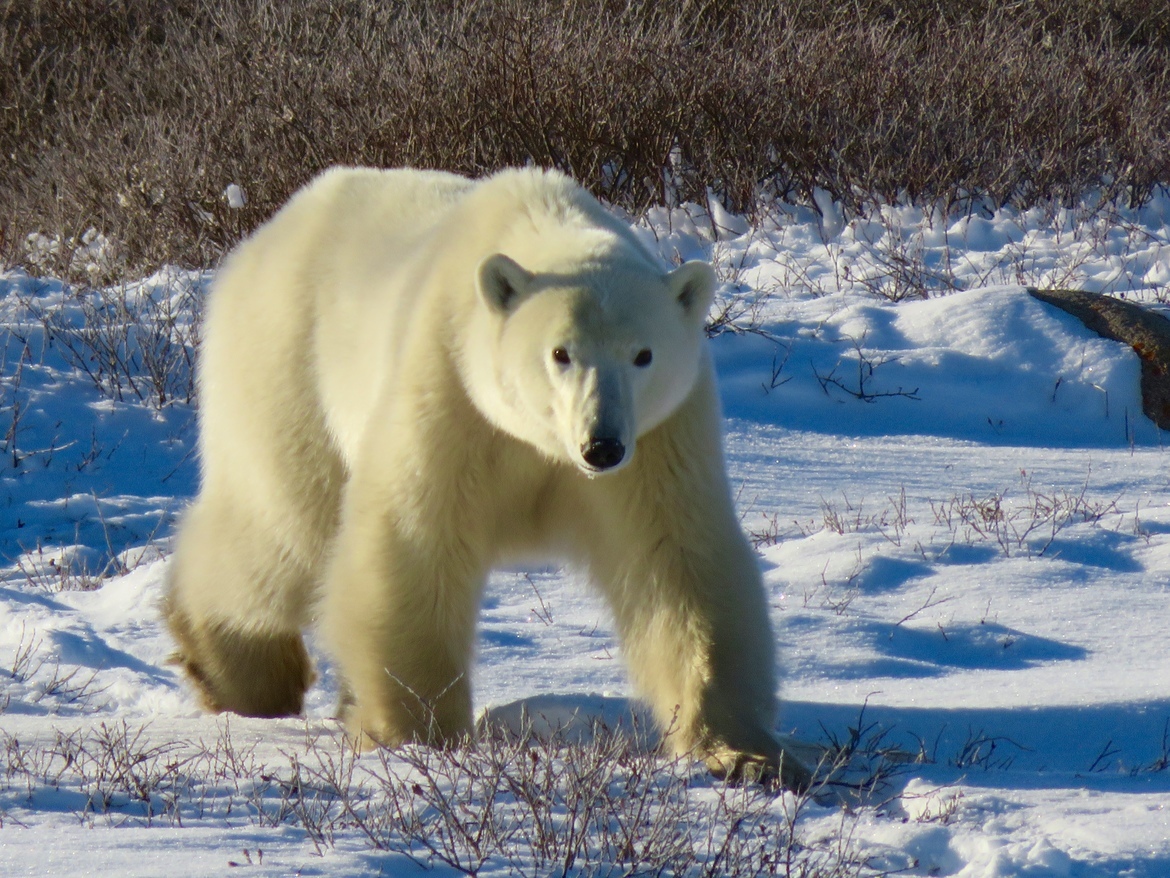 Ursus maritimus, Churchill Manitoba , Canada