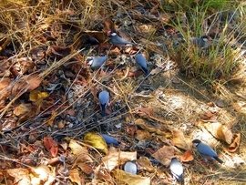 Grid native birds feeding on the floor of diamond head crater