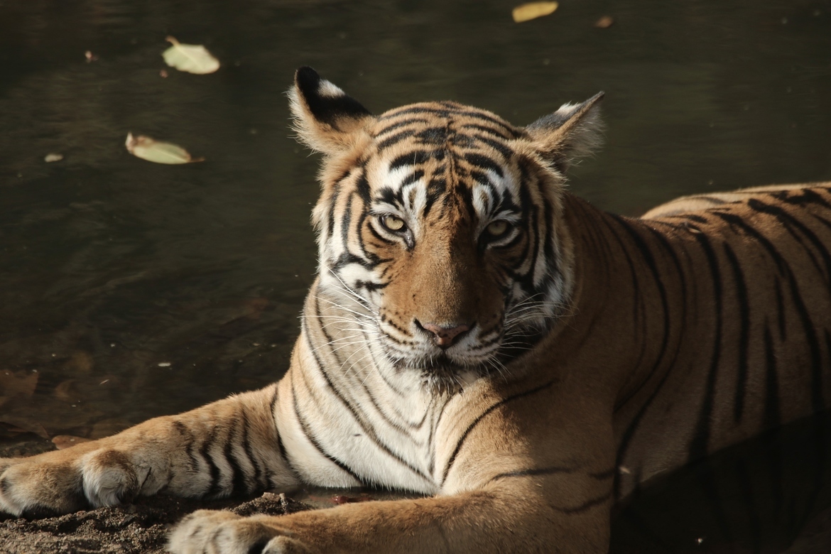 Tiger (Panthera tigris), Ranthambhore National Park, India