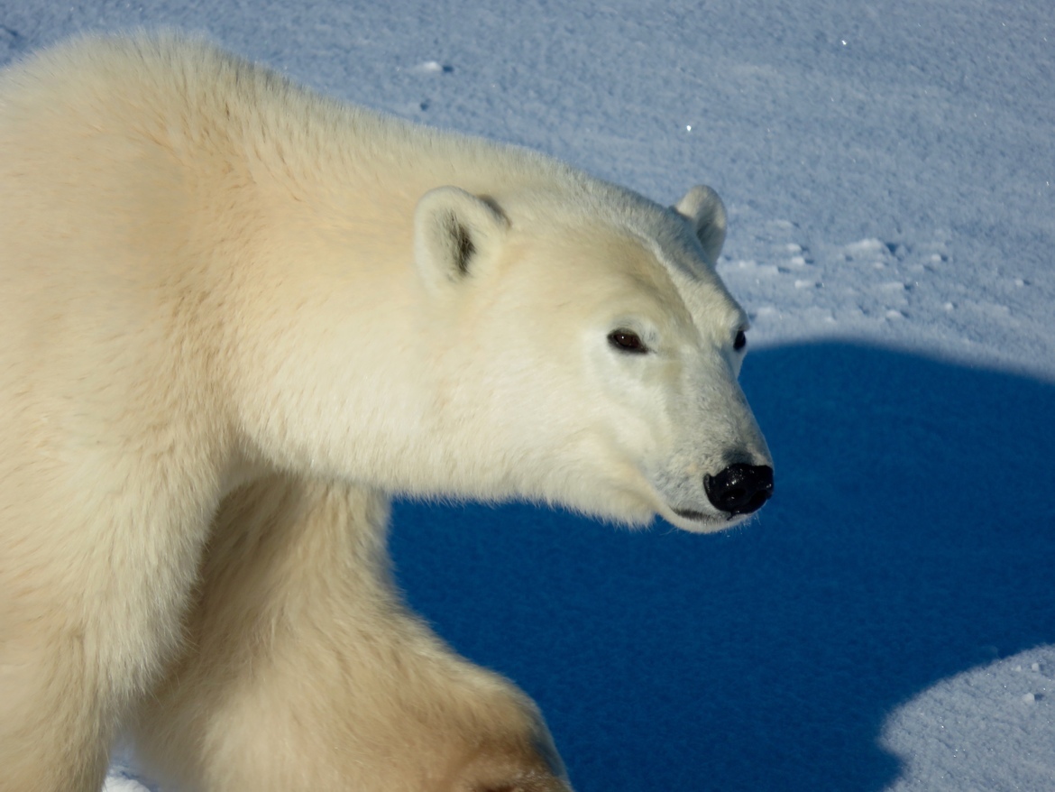 Ursus maritimus, Churchill Manitoba , Canada
