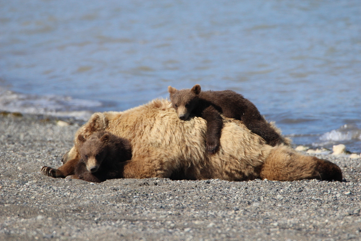 Grizzly, Alaska, brown bear, grizzly cubs, brown bear cubs, bear cub images, grizzly images, grizzly photos, Alaska wildlife, Alaska bears,