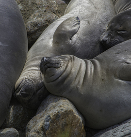 Grid elephant seals rs