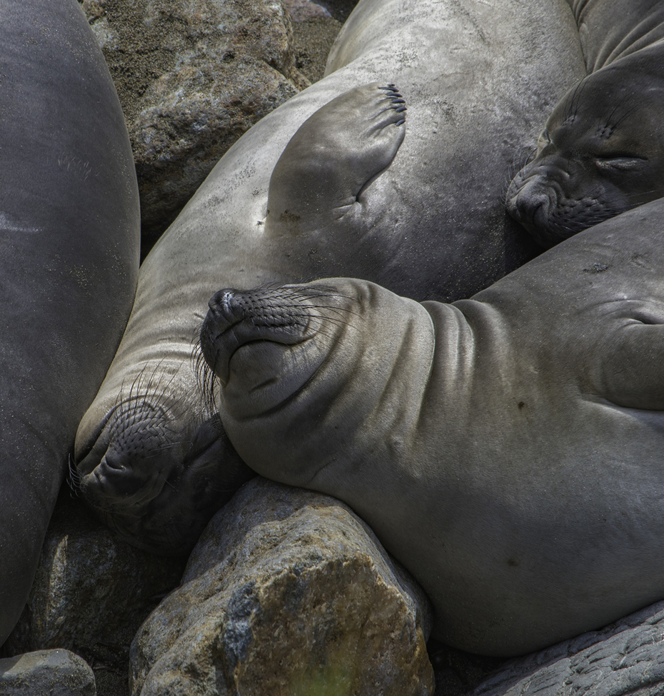 Elephant seal, Piedras Blancas State Marine Reserve, CA, U.S.A.