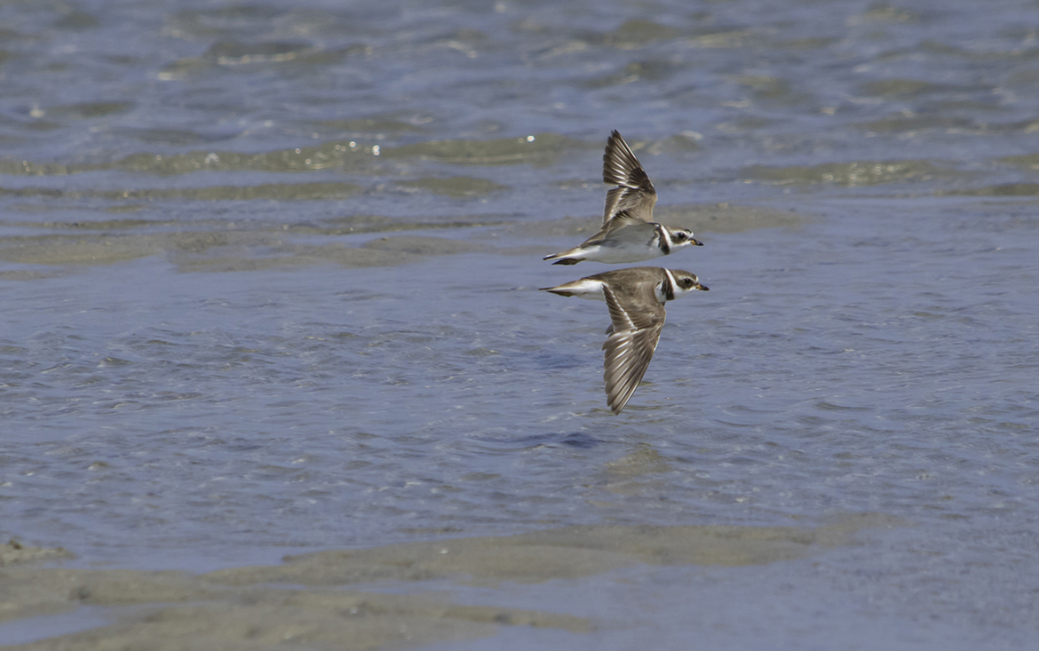 Ringed Plover, Cape Lookout National Seashore, NC, U.S.A.